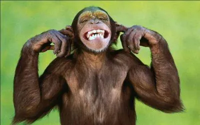 Facile, c'est cadeau, qui est ce grand singe ?