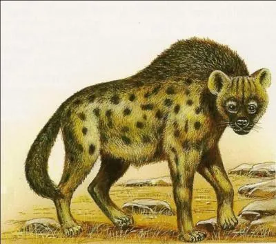 Quel est cet animal à la longue fourrure ?