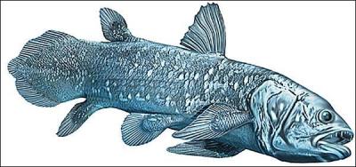 Quel est cet animal qui ressemble à un gros poisson ?
