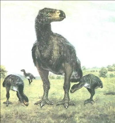 Quel est cet oiseau géant qui ne pouvait pas voler ?
