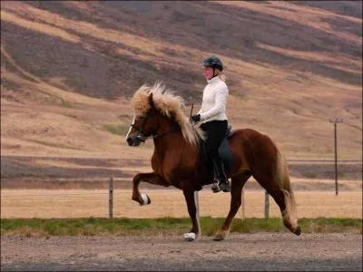 Quelle est l'allure de ce cheval ?