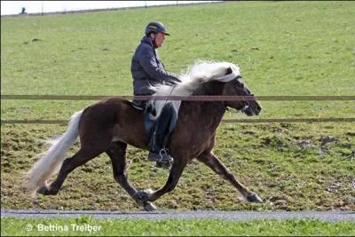Quelle est l'allure de ce cheval ?