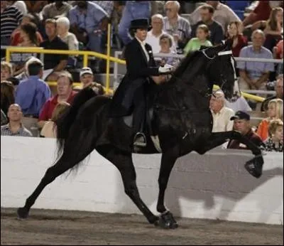 Quelle est l'allure de ce cheval ?