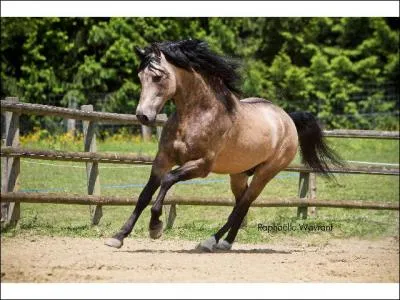 Quelle est l'allure de ce cheval ?