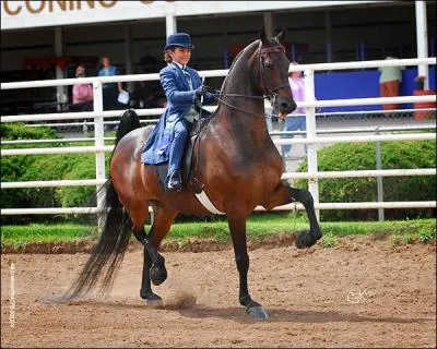 Quelle est l'allure de ce cheval ?