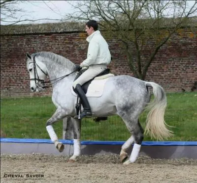 Quelle est l'allure de ce cheval ?