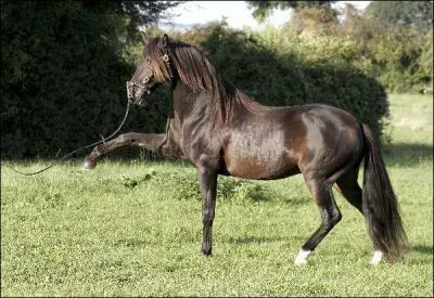 Quelle est l'allure de ce cheval ?