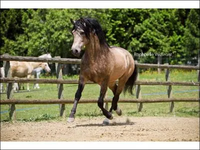 Quelle est l'allure de ce cheval ?