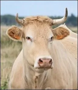 Quelle est la race de cette vache allaitante de grande taille, d'une couleur unie allant selon les individus du froment au blanc crème et aux muqueuses roses ?