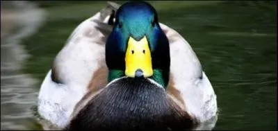 Quelle est la peur qu'un canard vous regarde ?