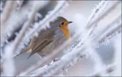 Né le 28 novembre, il repose dans son Paradis blanc :