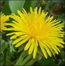 Quel surnom donne-t-on parfois au pissenlit ?