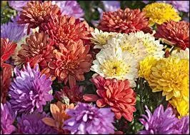 Quelle fleur associe-t-on généralement à la Toussaint ?