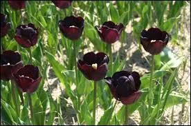 Qui a écrit le roman "La Tulipe noire" ?