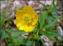 Quelle espèce de fleur a pour surnom "bouton-d'or" ?