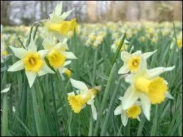Où se déroule tous les deux ans la "Fête des Jonquilles" ?