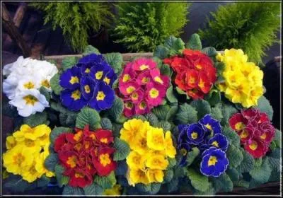 À quelle saison poussent les primevères ?