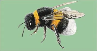 Terminons ce quiz par un insecte volant que vous connaissez tous, on l'appelle le bourdon terrestre et ...
