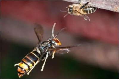 Depuis quelques années, les abeilles ont le bourdon, et elles ont de sérieuses raisons pour ça, en premier les produits chimiques déversés sur les cultures, en deuxième un frelon étranger qui les massacre !