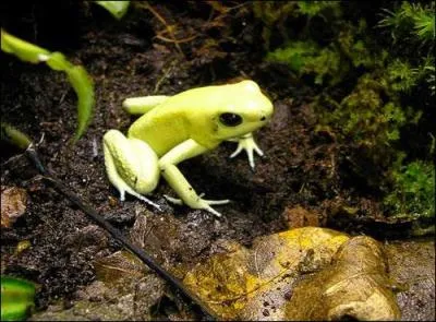 La toxine botulique, ou botox, présente en particulier sur la peau des grenouilles dendrobates, est considérée ...