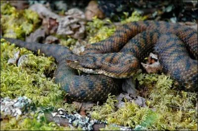 D'après la légende, quel serpent choisit Cléopâtre pour se donner la mort ?