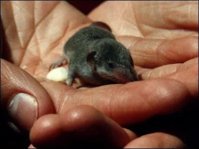 De ces trois mammifères, lequel possède une morsure venimeuse ?