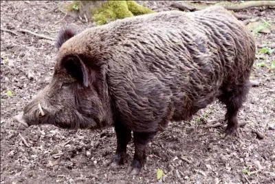 Quel fruit, consommé par le porc et le sanglier, contient un poison violent pour l'être humain ?