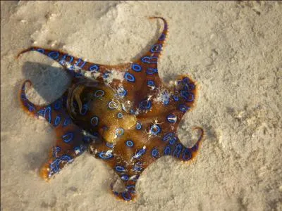 La pieuvre à anneaux est minuscule, une cinquantaine de grammes toute mouillée, mais ne vous y trompez pas, elle a des arguments !