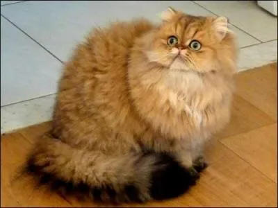 Il est aussi appelé "persan silver". C'est un persan...