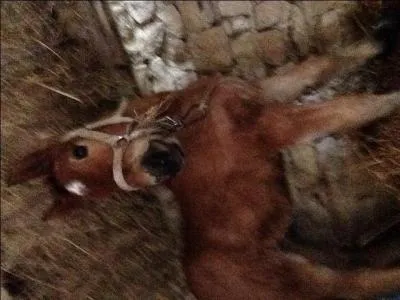 Comment se nomme la robe d'un cheval noir avec des taches blanches ?