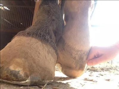 Comment s'appellent les marques blanches sur les pattes du cheval ?