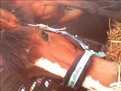 Comment s'appelle la marque blanche sur la tête du cheval ?