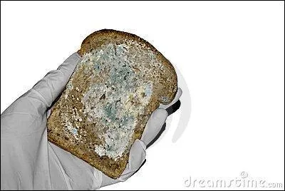 C'est une moisissure blanche sur le pain humide.