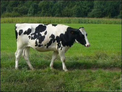 Une facile maintenant : une vache boit ...
