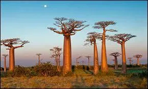 Quelle est la capitale de Madagascar ?