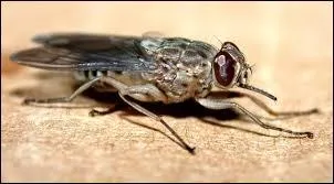 Quelle mouche peut transmettre la maladie du sommeil ?