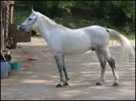 De quelle couleur est la robe du cheval sur la photo ?