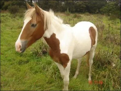 De quelle couleur est la robe du cheval sur la photo ?