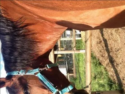 De quelle couleur est la robe du cheval sur la photo ?