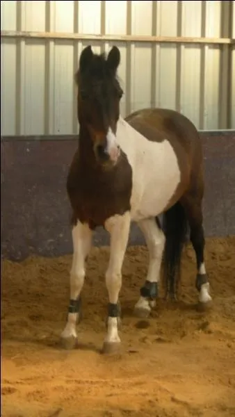 De quelle couleur est la robe du cheval sur la photo ?