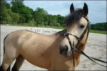 De quelle couleur est la robe du cheval sur la photo ?