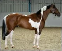 De quelle couleur est la robe du cheval sur la photo ?