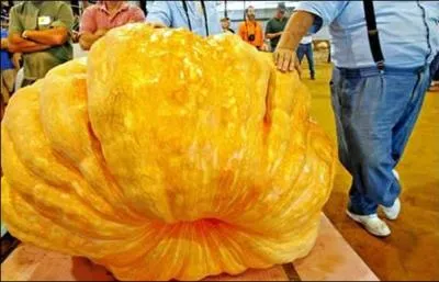 La plus grosse citrouille du monde atteint :