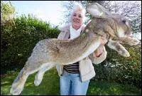 Quel est le record en poids et en taille chez les lapins ?