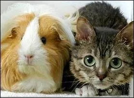 Le plus petit chat du monde mesure :