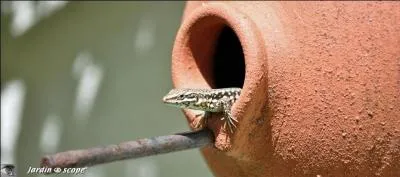 Qui, parmi les animaux cités, n'est pas un lézard ?