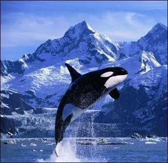 Quel animal, inféodés à l'eau, n'est pas un mammifère ?