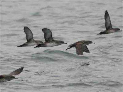 C'est un oiseau qui sait très bien faire son trou !