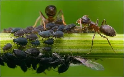 Les fourmis en prennent grand soin !
