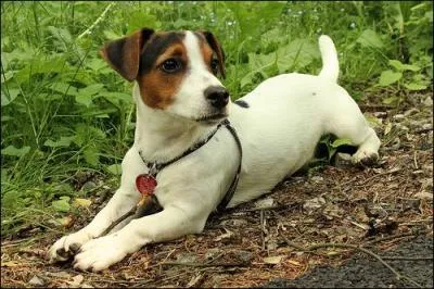 Le Jack Russell est une race d'origine britannique.